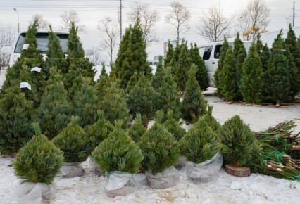 Ёлочный базар откроется 15 декабря в Магадане