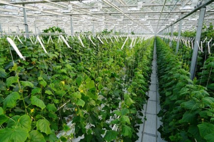 Смелые сельскохозяйственные эксперименты приносят свои плоды в Магаданской области