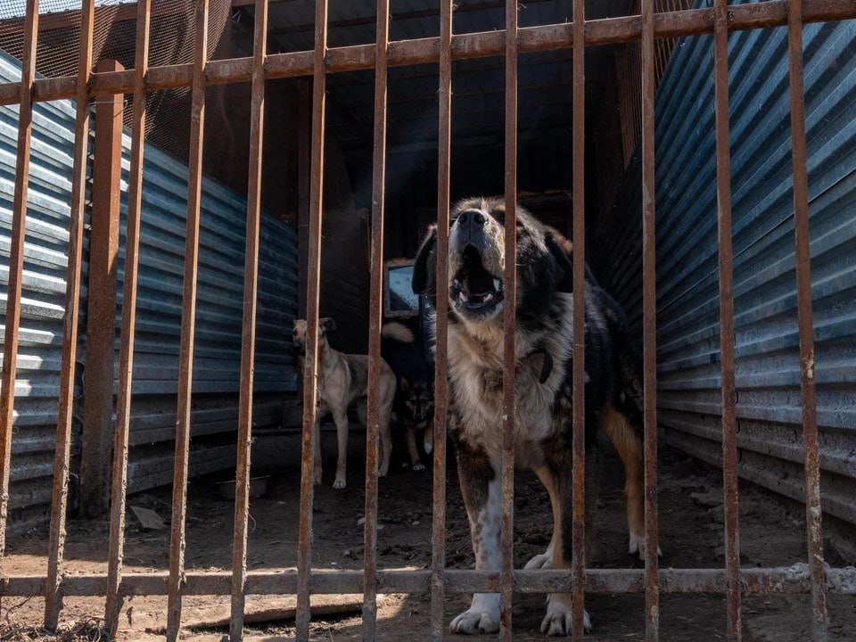 Магаданцы помогли победить эпидемию собачьего гриппа в местном приюте
