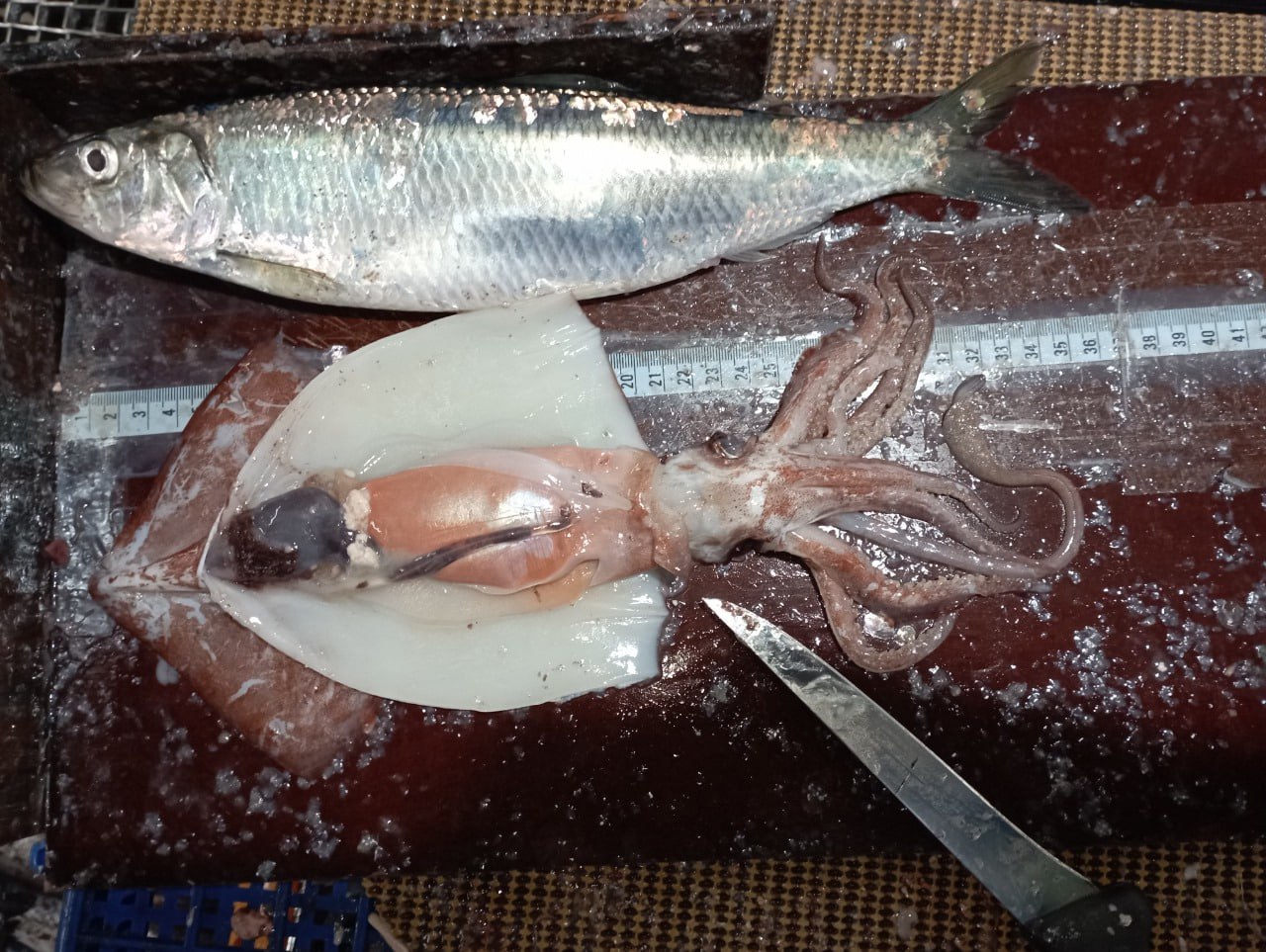 Ученые магаданского ВНИРО завершили исследования 2025 года в Охотском море