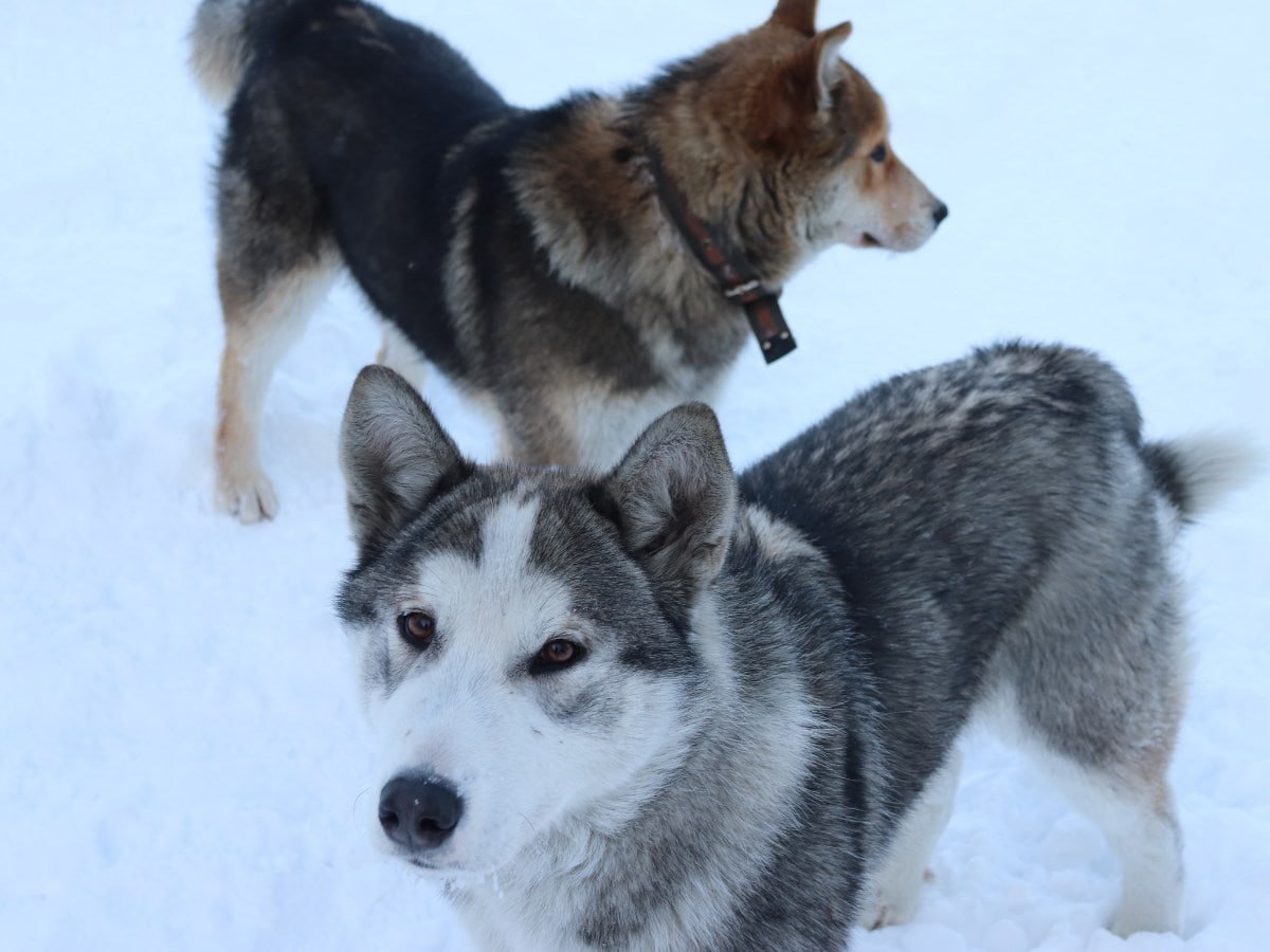Плановый отлов безнадзорных собак продлится до Нового года в Усть-Омчуге