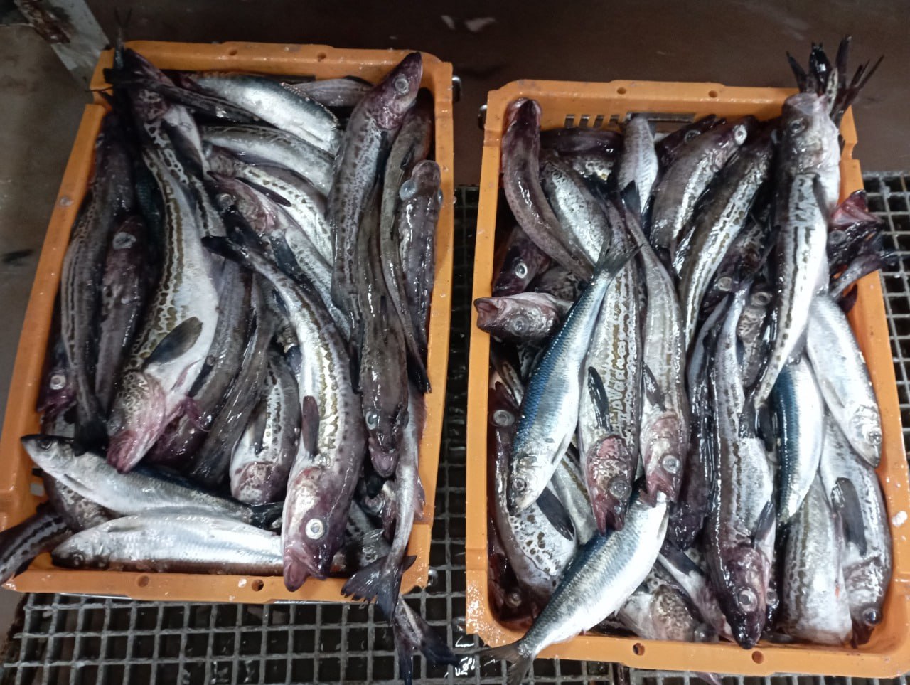 Ученые магаданского ВНИРО завершили исследования 2025 года в Охотском море Ученые магаданского ВНИРО завершили исследования 2025 года в Охотском море