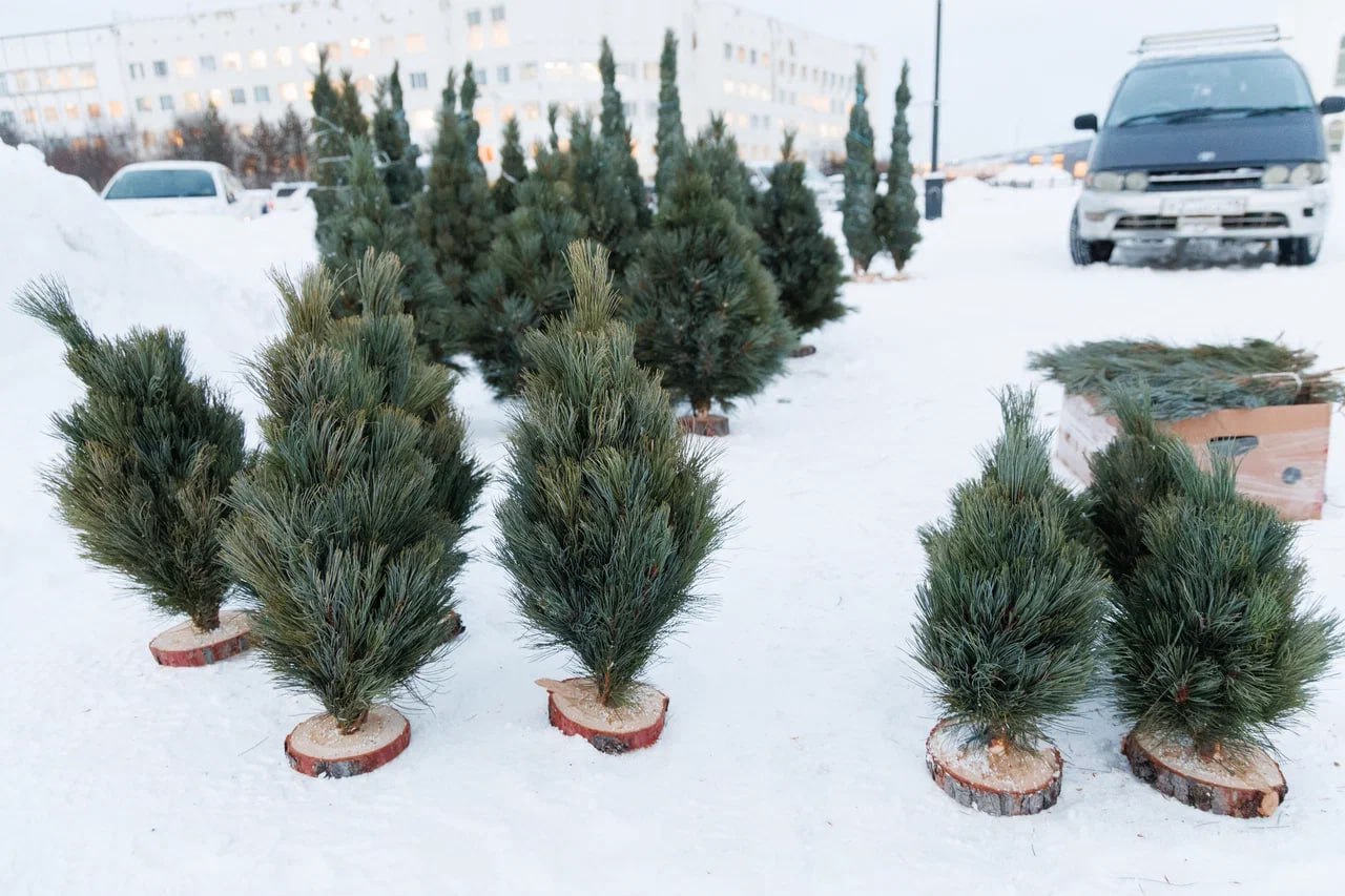 Елочный базар открылся в Магадане Елочный базар открылся в Магадане