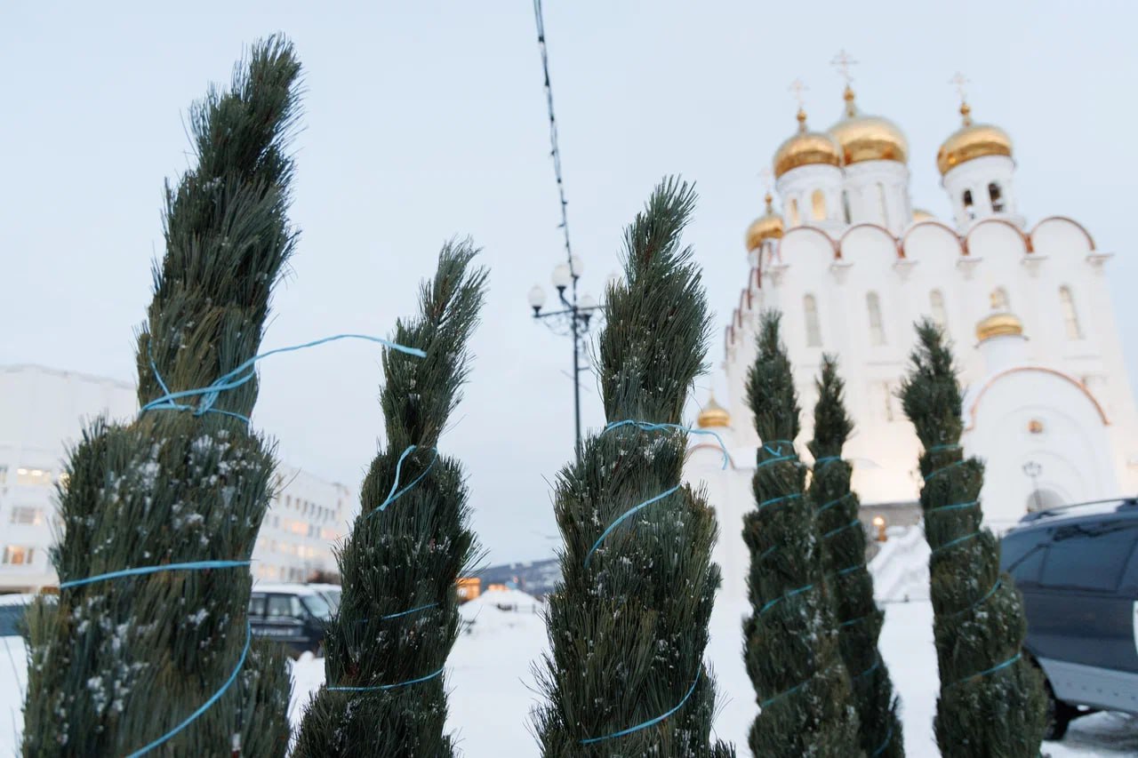 Елочный базар открылся в Магадане Елочный базар открылся в Магадане