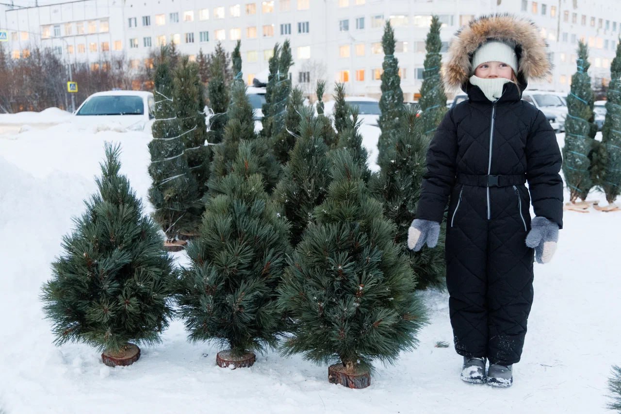 Елочный базар открылся в Магадане