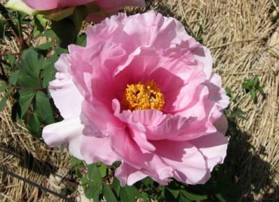 Пионы: роскошные акценты в вашем саду