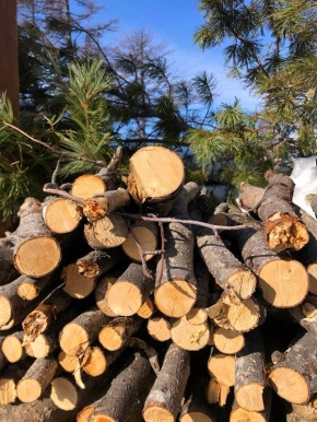 В Магаданской области вынесен приговор местному жителю, обвиняемому в незаконной рубке лесных насаждений