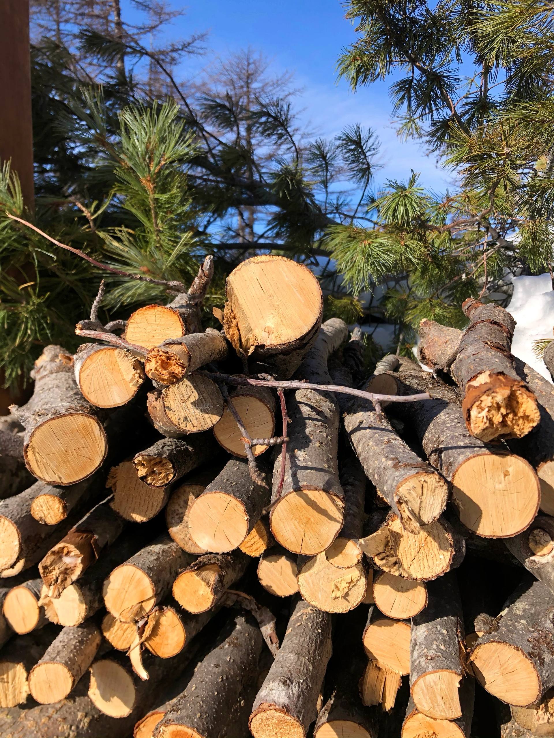 В Магаданской области вынесен приговор местному жителю, обвиняемому в незаконной рубке лесных насаждений