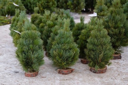 � ��������� ������ �� �������� ������� �������� ������� �����