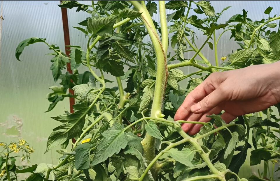 ���������� ����� ��������� �������: ������ ���� �������� ������� � �����