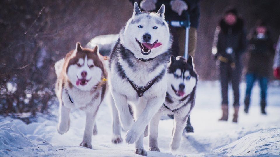 ��������� ����� ���������� �� �������� �������� � ������ � ������� �����-�����