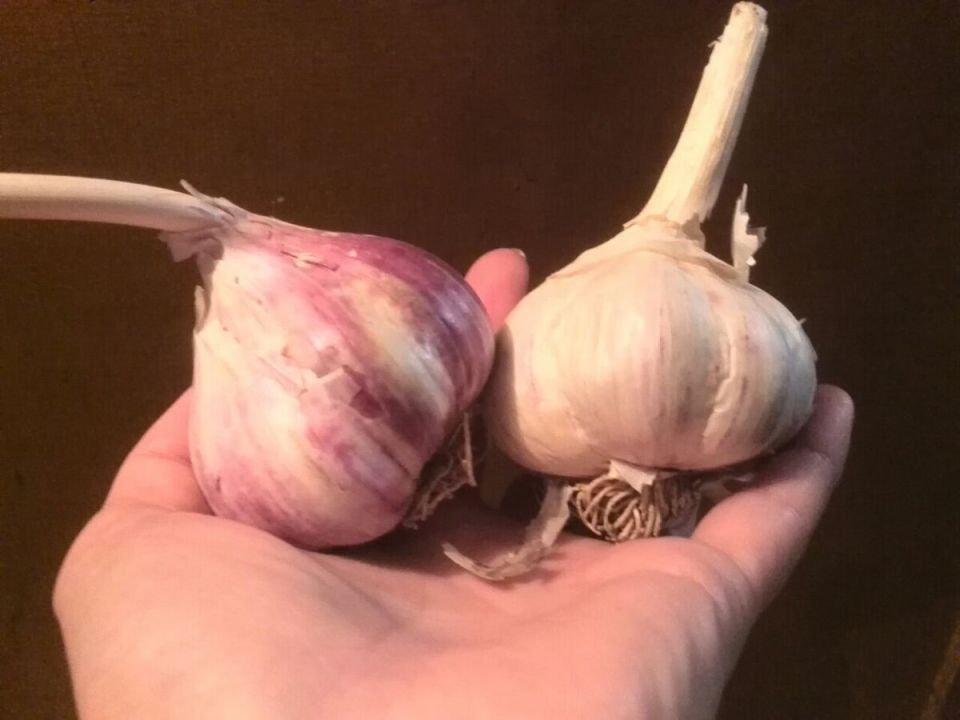 ����� ������� �������: ����� ������ ����� ��� ������