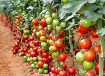 ���-12 ��������� �������� ��� ������ �������: ��� ��������� �������� � �����������