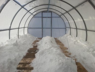 Зачем снег в теплицу зимой: пять убеждающих причин