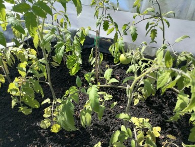 Как обеспечить своим овощам надлежащую подкормку перед холодами