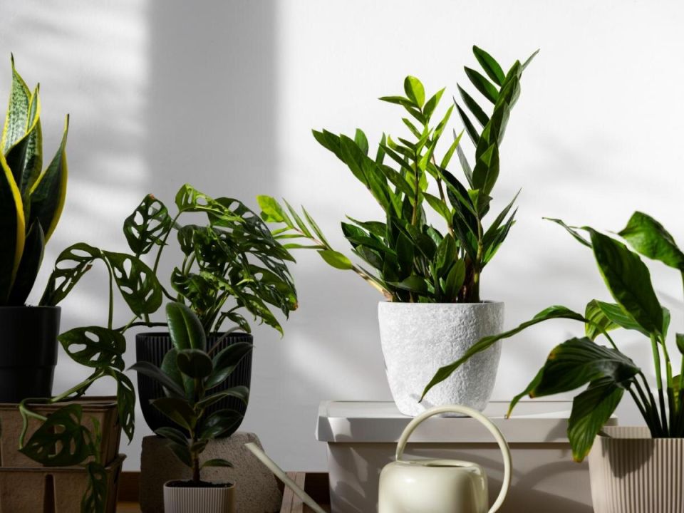 ��� ���������� ���������� ���� ������ �� �������� �������� ��������