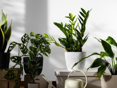 Как правильная ориентация окон влияет на здоровье домашних растений