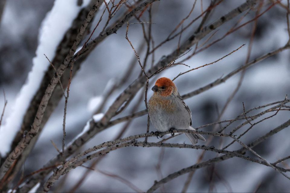 � �����������, 4 ������, �� ��������� ����������� ������� �������, � ����������� ������� � ����