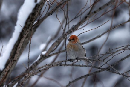 В воскресенье, 4 января, на побережье Магаданской области облачно, в центральных районах – снег