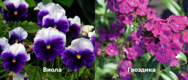 ������ �� ����: ��� ������ � ����� ������?