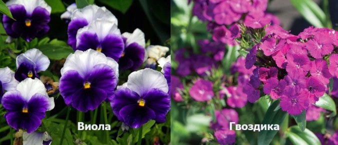 ������ �� ����: ��� ������ � ����� ������?