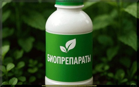 ������������ ��� ����: ������� ��������� ����� � ������ ��������