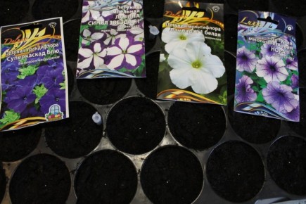 ������ ��� ����������� ������� �� �����: ��� ����� �������� �������?