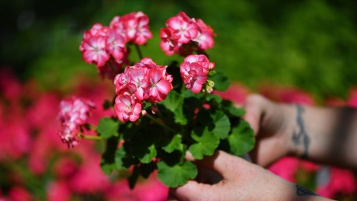 Вот как укоренить герань при помощи черенка: все дело в выборе правильного побега