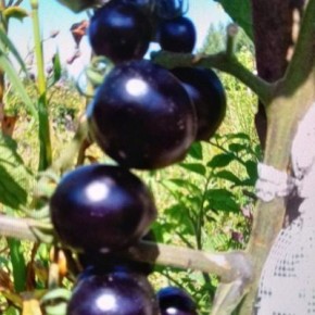 ����� ����� ������: ������������ ���� � ������������ ����