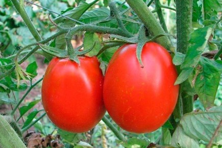 ������������� ������: ������ ���������� �������� ���� ����?