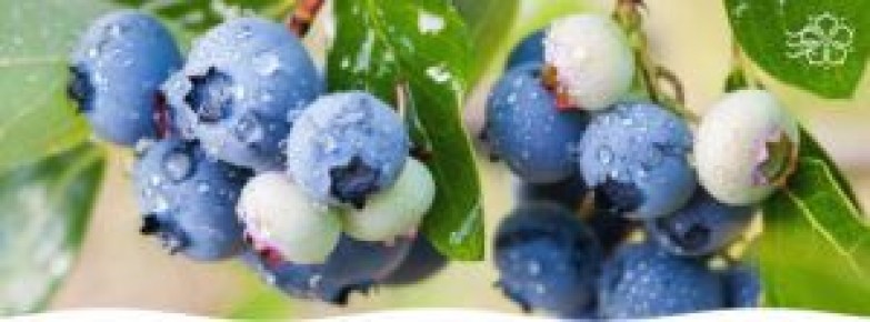 �������� ������������: ������� �������� ������� � ����� ��� �������� 2026 ����