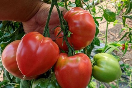 ��� � ������� ��� ������: ������� ��������� �����������