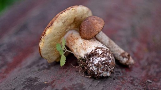 ������� ��������, ��� �������� �������� ����� �� ���������