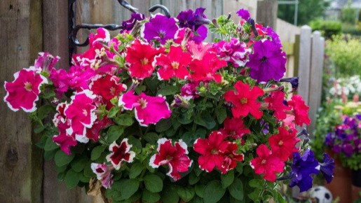 ��� �������� ������� ����-���� � ���������: ������� ��������� ��������