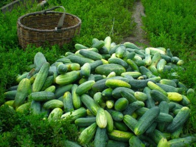 ��������� ���������� ������� �������