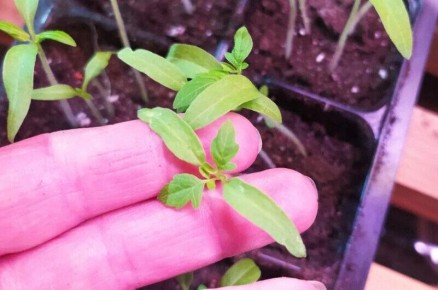 ��������� ��� ������: ��� ��������� ���������� ������� �������