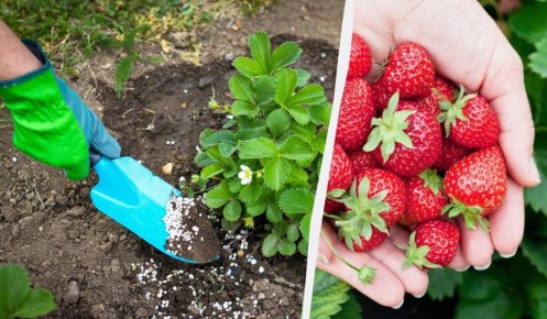 ������� �������� ��������� ��������: ������ ��������� ��� �������� ������