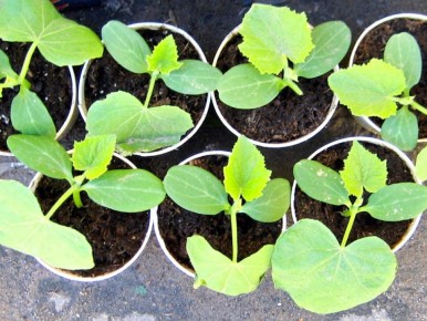 ��� �������� ������ ������� �������: ��� ����������� ������ � �� �������