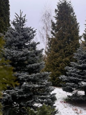 Почему хвойные — сердце зимнего сада