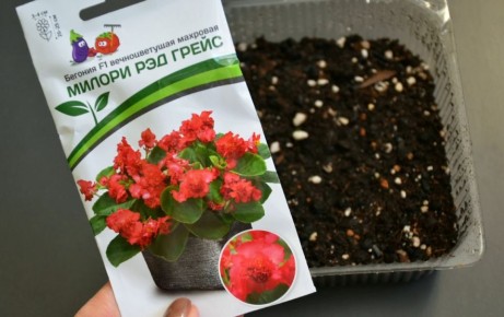 Как вырастить бегонию из семян: советы от дачницы