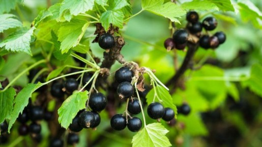 летняя обрезка смородины: секреты успеха и ошибки, которые стоит избегать