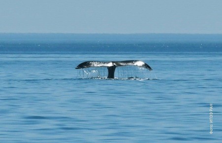 Каталог исчезающе редких гренландских китов создали исследователи Охотского моря