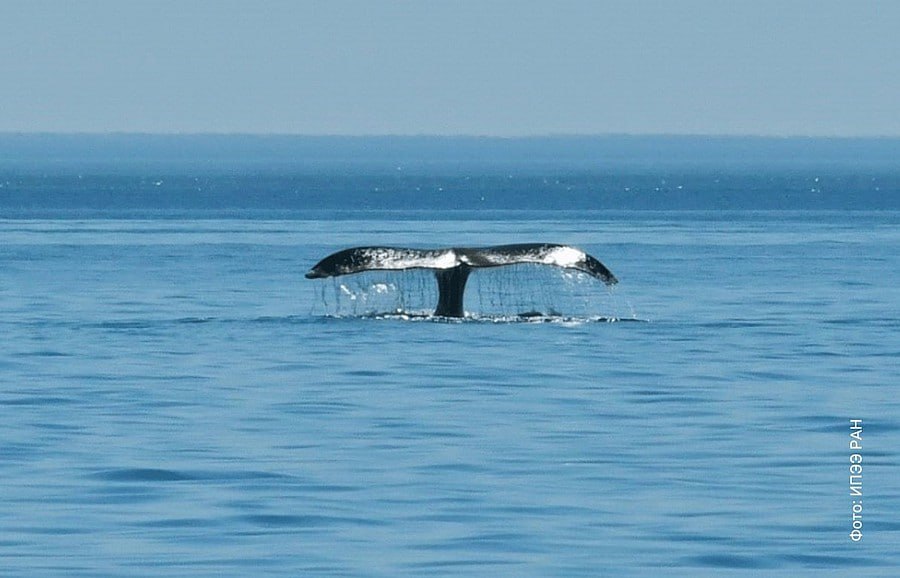 Каталог исчезающе редких гренландских китов создали исследователи Охотского моря