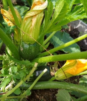 ������� �������: ����������� ����������� � ��������� ���������