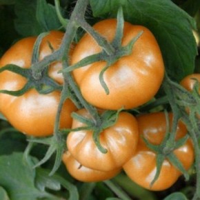 ����� ���������: �������� ����� ��� ������ ������