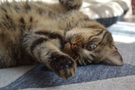 ������� ���������� ������������ �� ����������� ���������� �������� �������� � ���������