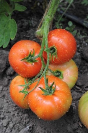 ����� ������ �����: ������� ������ �������� ����� � ���������� ������