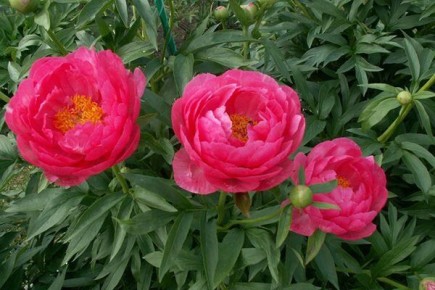 ���� �������: �������������� � ������ �� �����