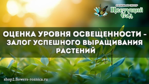 Как освещение влияет на сад: простые правила выбора места под растения
