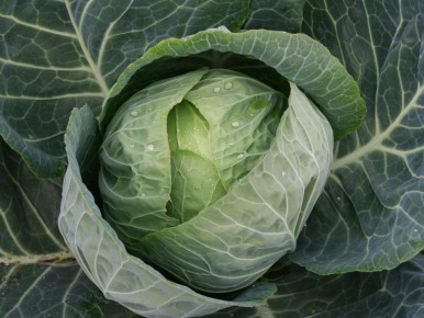 Как оставить кочерыжку после сбора капусты и получить дополнительный урожай